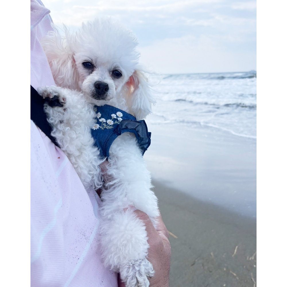 卒業犬ニモちゃんの近況☆